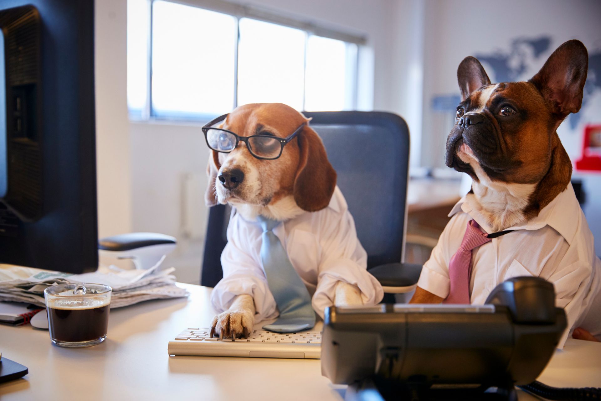 Policies for dogs in the office