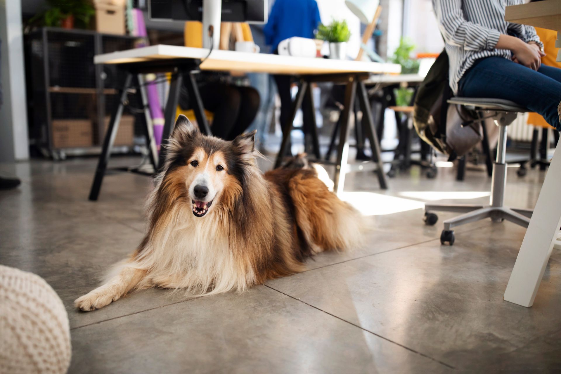 A well-behaved dog lying down in an office