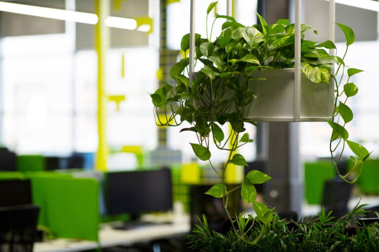 Plants That Thrive in Glasgow Offices