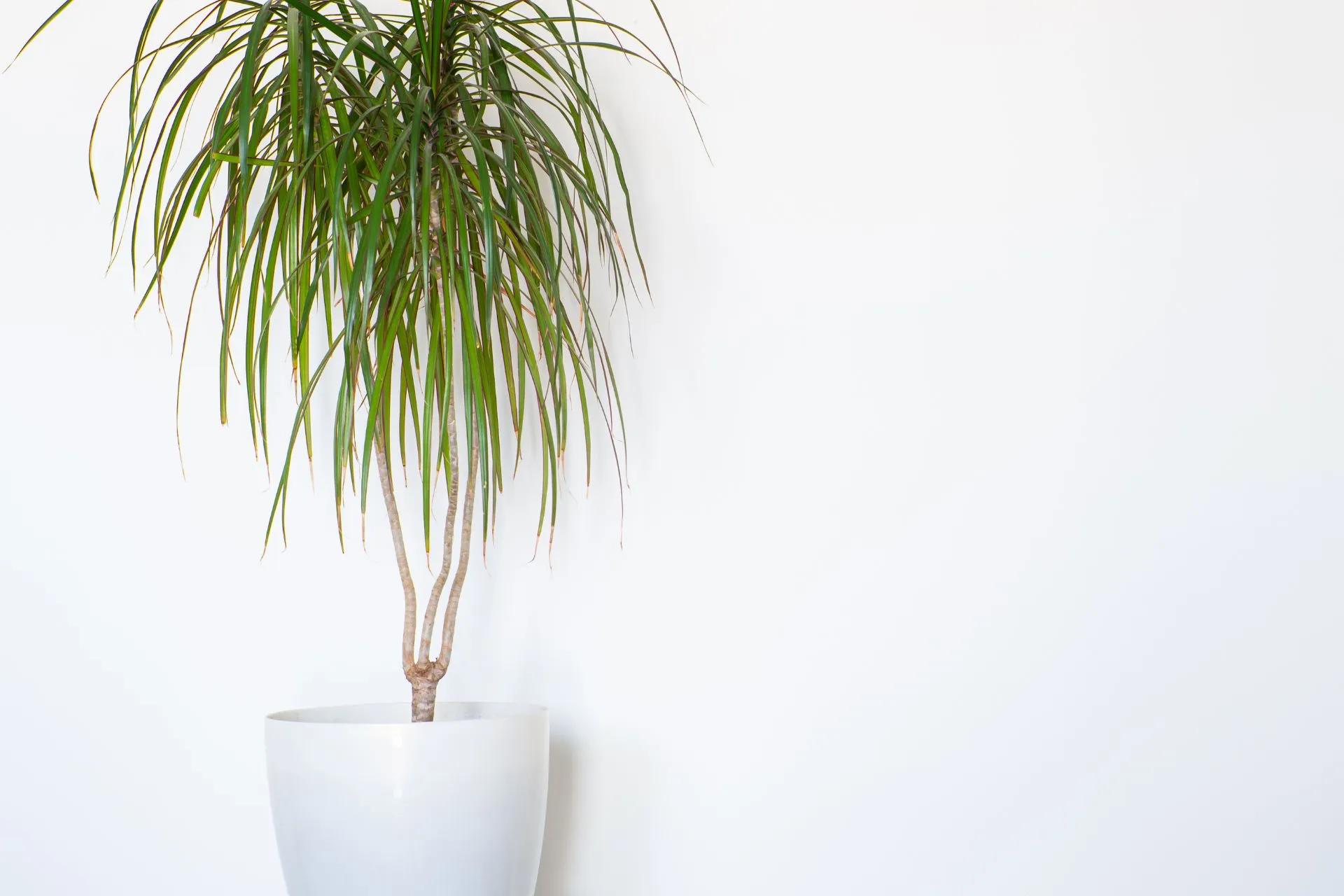 Dracaena