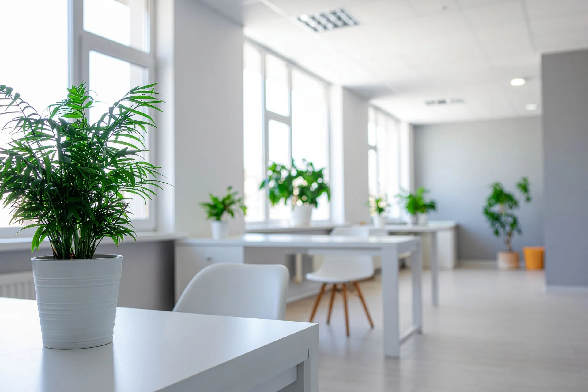 Greenery to Enhance Air Quality and Morale
