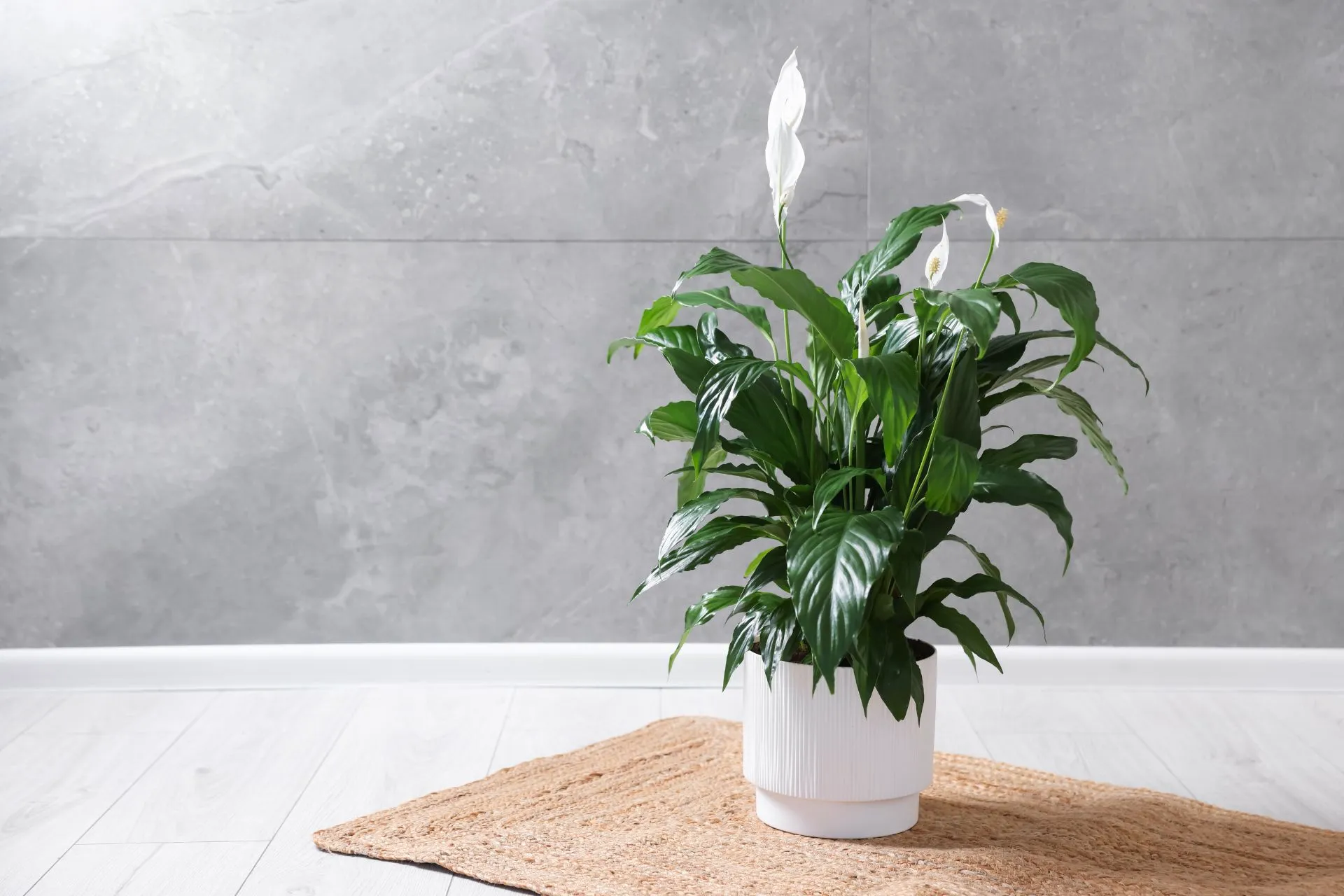 Peace Lily
