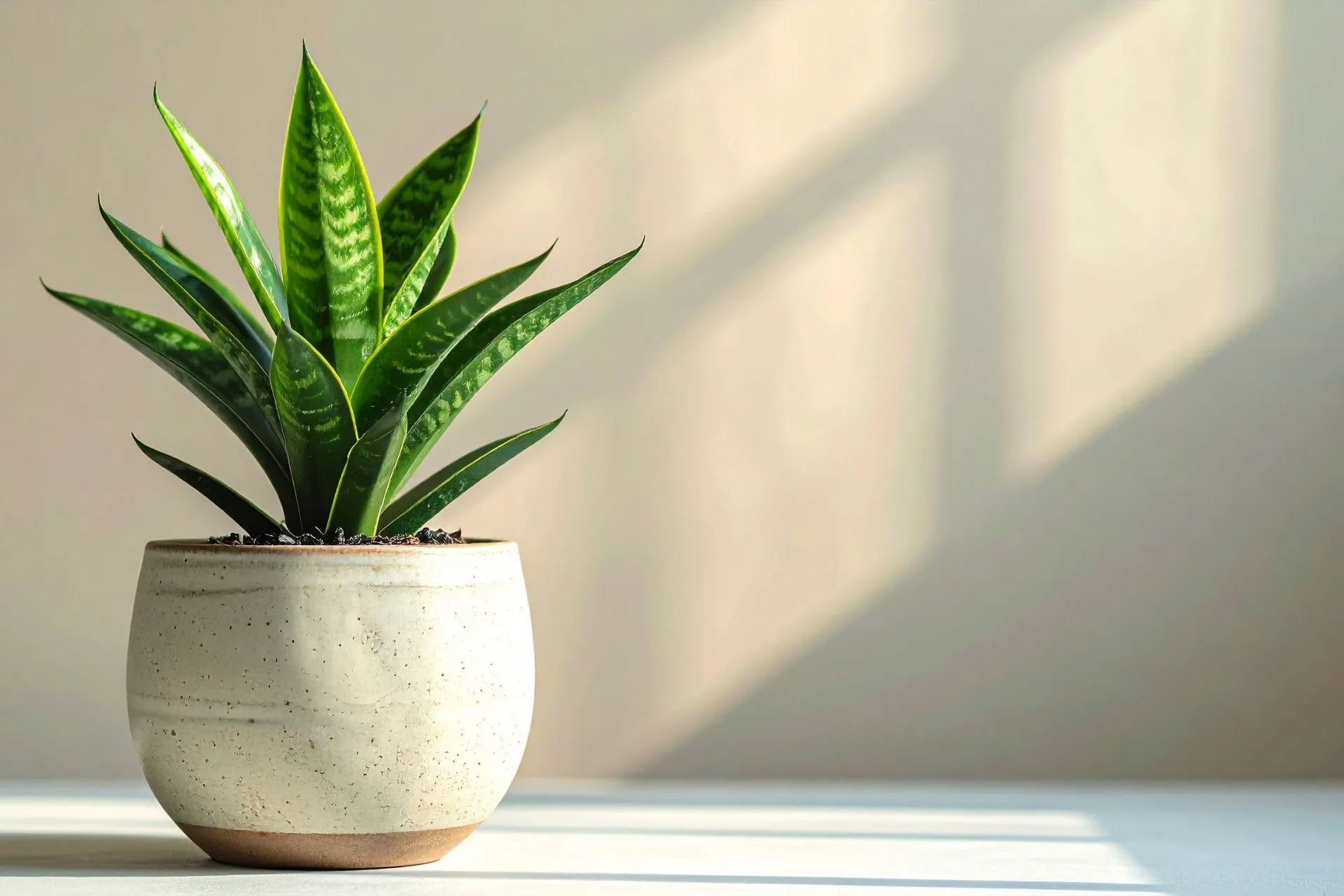 Snake Plant