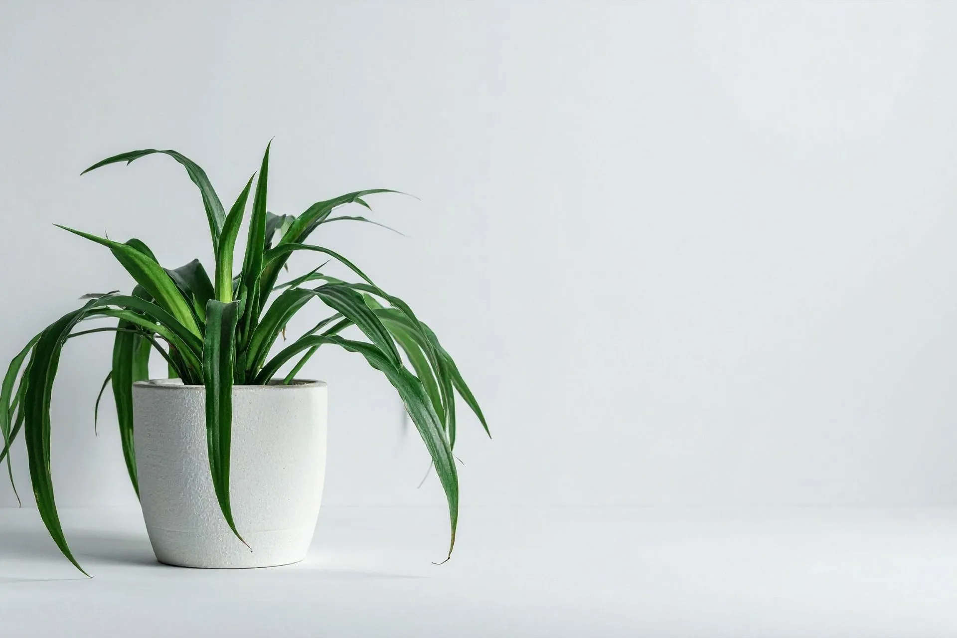 Spider Plant