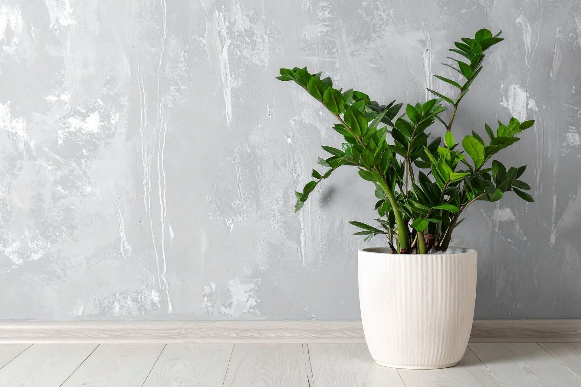 ZZ Plant