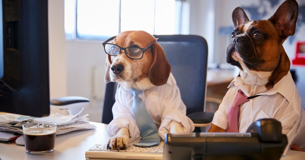 Dogs in the office Policies for dogs in the office