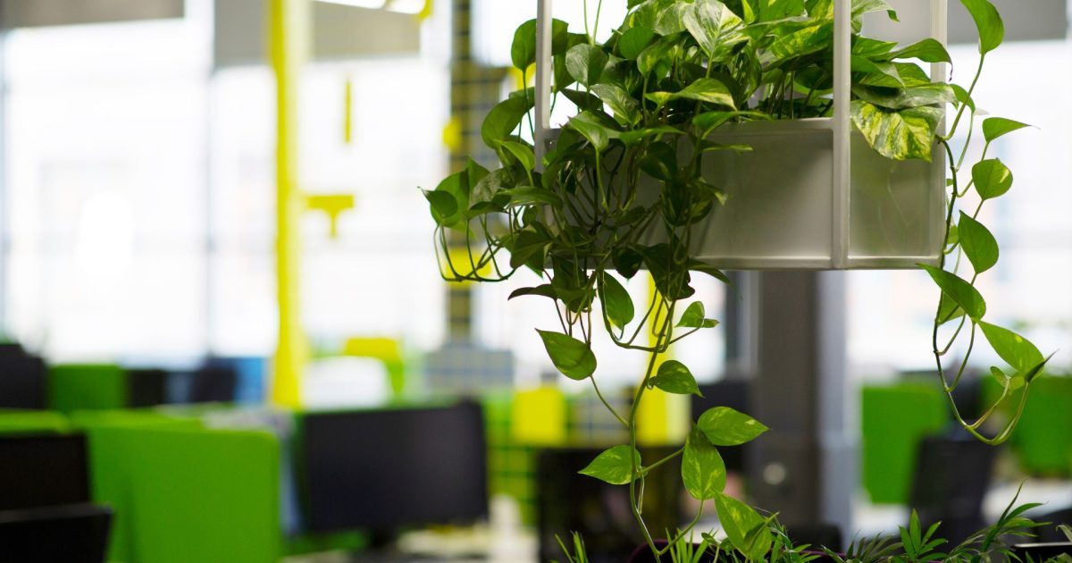 Plants That Thrive in Glasgow Offices